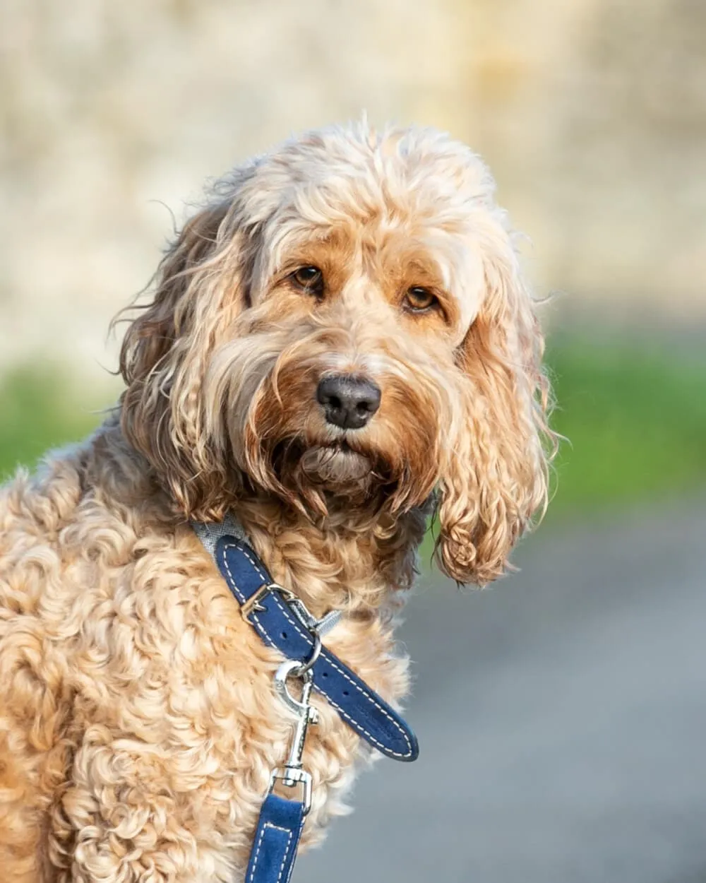 Blue Fabric and Suede Leather Dog Collar